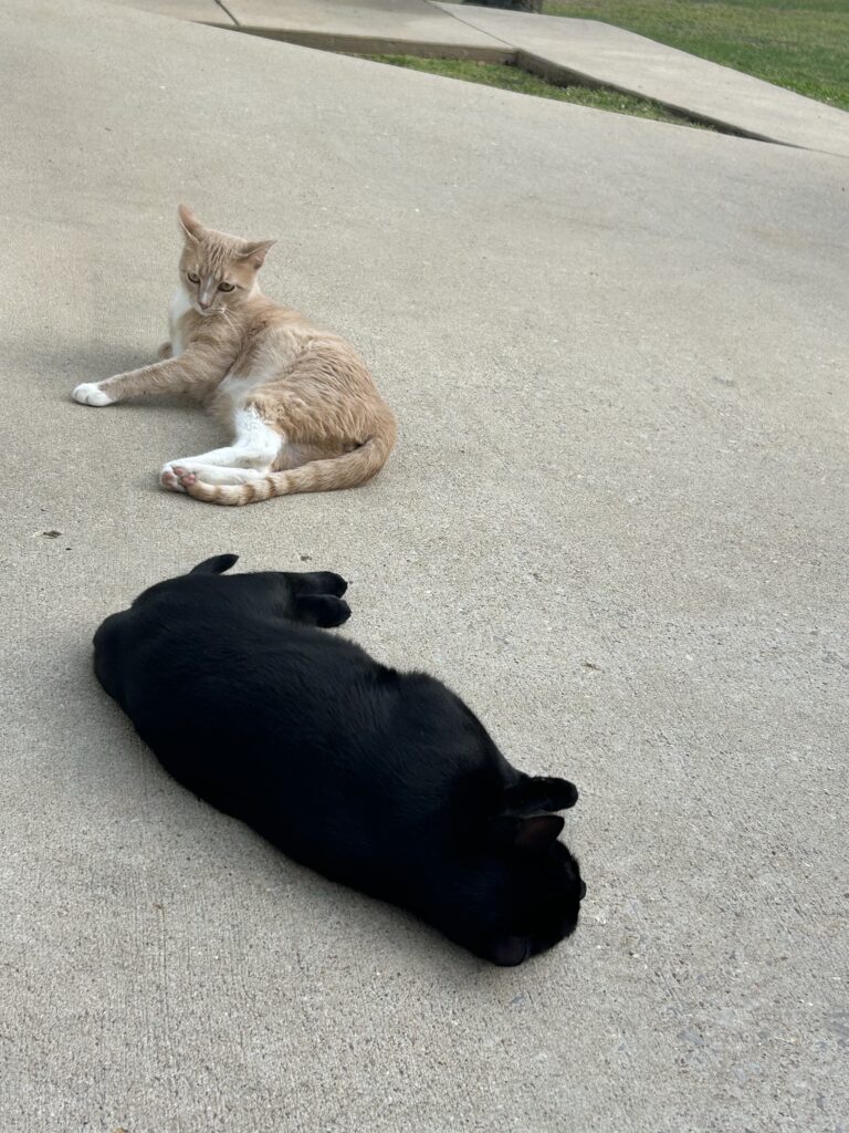 Two cats lounging on a concrete driveway